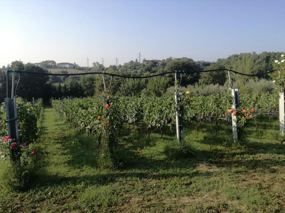 Il Casale Di Lucullo Villa Lucignano Luaran gambar